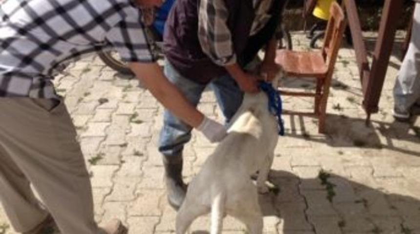 Kedi Ve K&ouml;peklere Aşılama &Ccedil;alışması Başlatıldı