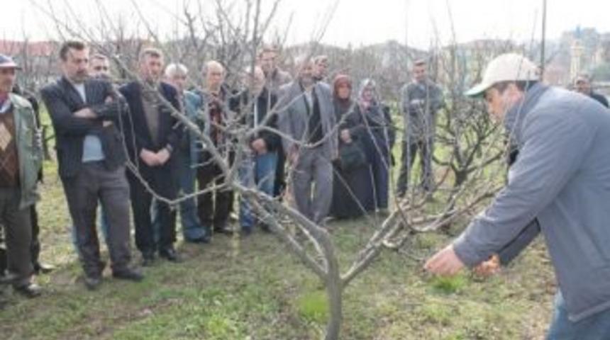 Bartın'da Budama Ve Aşılama Kursu