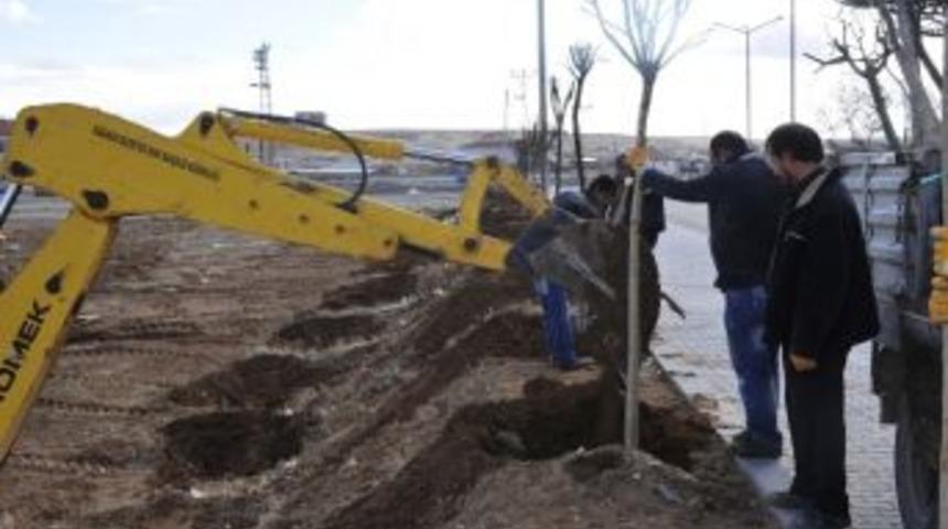 Karaman Belediyesi&rsquo;nden Ağa&ccedil;landırma &Ccedil;alışmaları