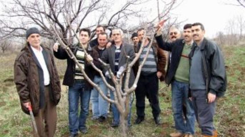Suşehri'nde Meyveciliği Geliştirme Projesi
