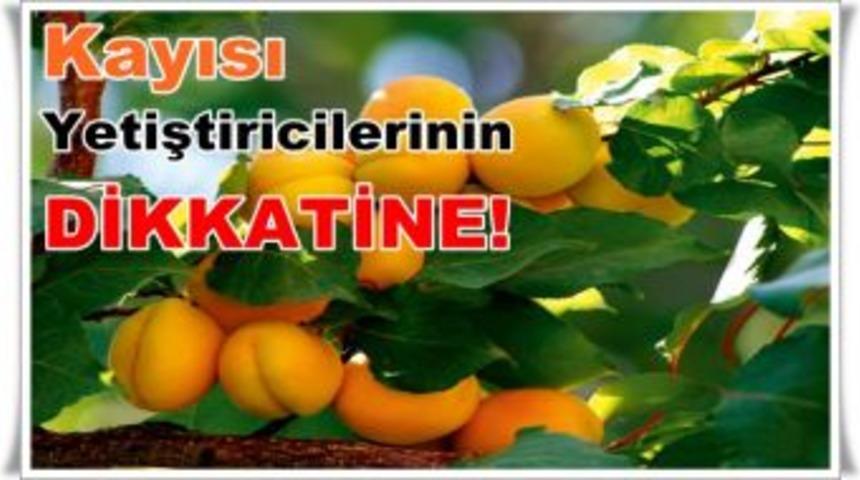 Yaprakdelen Hastalığına Dikkat!