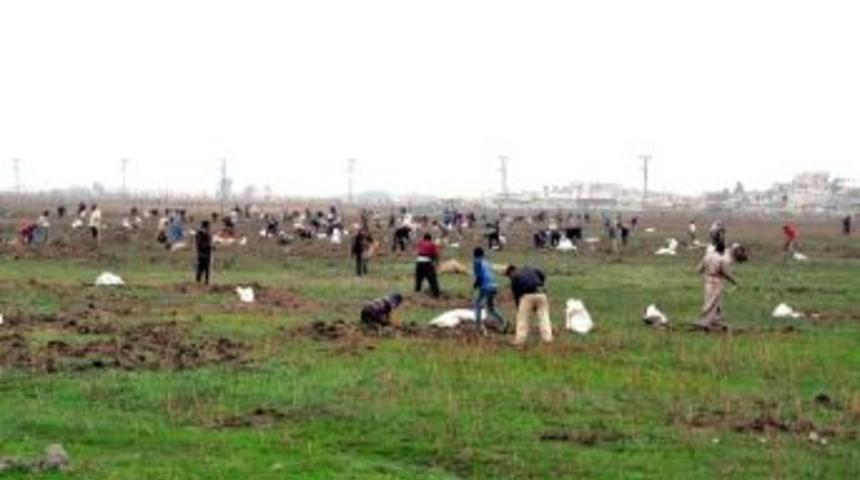 Mayınlı Alanda Meyan K&ouml;k&uuml; Topluyorlar