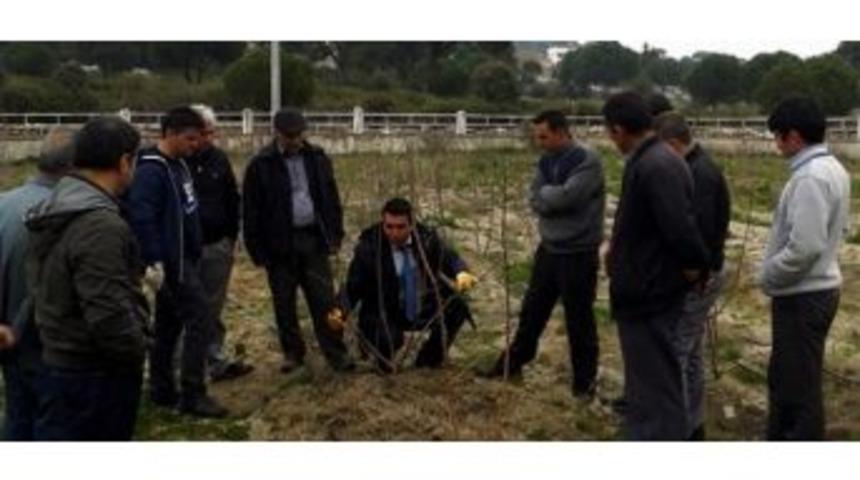 S&ouml;ke&rsquo;de &Uuml;reticilere Meyve Ağa&ccedil;larında Budama Eğitimleri Veriliyor
