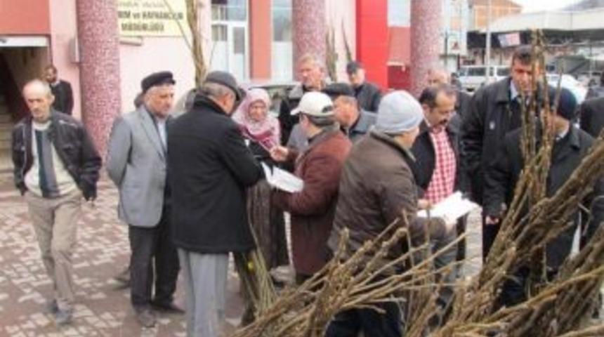 &Ccedil;ift&ccedil;ilere 7 Bin 500 Ceviz Fidanı Dağıtıldı