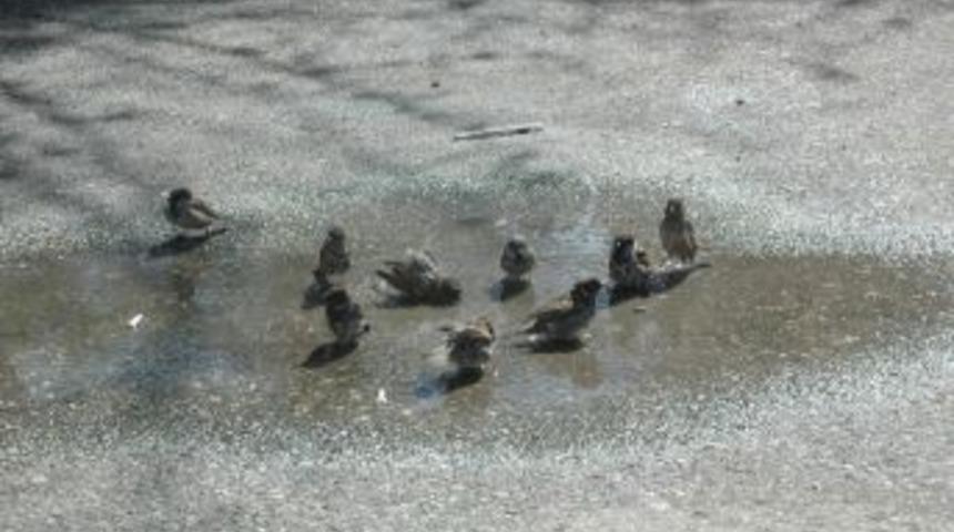 Adıyaman&rsquo;da, Kuşların Banyo Keyfi