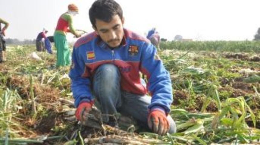 Tarlada Hukuk M&uuml;cadelesi