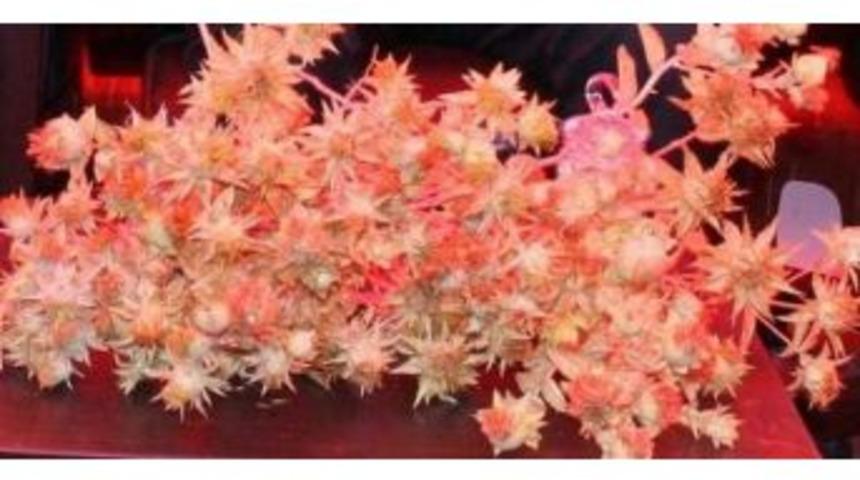 &Ccedil;ift&ccedil;i Aspire Y&ouml;nelince Tohumluk Fiyatları 5&rsquo;e Katladı