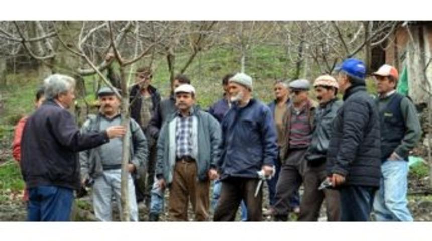 Ceviz Ve Kiraz Yetiştiricilerine Uygulamalı Budama Eğitimi