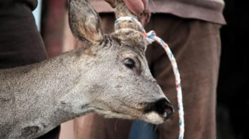 K&ouml;yl&uuml;ler Yaralı Yavru Geyiğe Sahip &Ccedil;ıktı