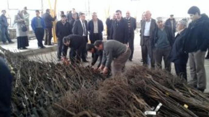 Gediz’de 103 Çiftçiye 6 Bin 250 Adet Sertifikalı İthal Ceviz Fidanı Dağıtıldı