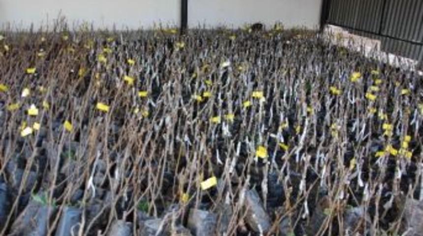 Simav&rsquo;da &Uuml;reticiye &Uuml;cretsiz Tohum Ve Fidan Desteği