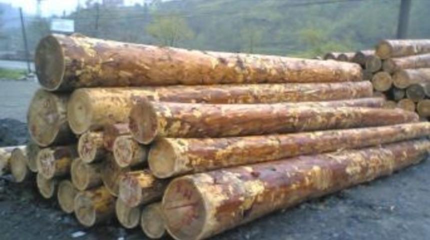 Ulus'ta Tomruk Satışı Rekoru