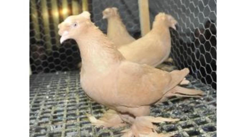 G&uuml;vercin Ve Kanarya Severler Festivalde Buluşacak