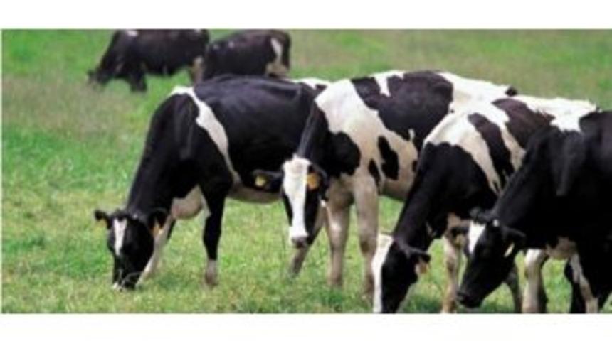 Besilik Erkek Sığır Desteklemesine Ait 3. D&ouml;nem Hakedişleri Yapıldı
