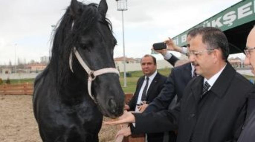 Hayvanları Eliyle Besledi
