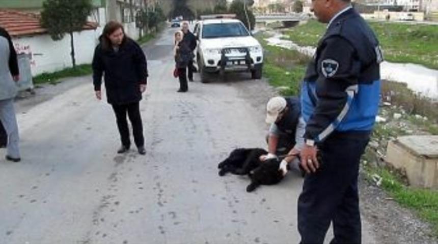 &Ccedil;ayda Boğulmak &Uuml;zere Olan Sokak K&ouml;peğini Zabıta Kurtardı