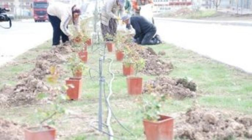 Bilecik Bahara Hazırlanıyor