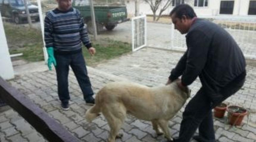 Kedi Ve K&ouml;peklere Kuduz Aşılama Kampanyası Başladı