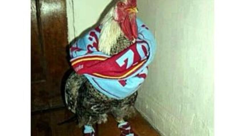 İşte Fanatik Horoz