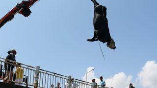 Gemiden kaçan angusu denizde kestiler!