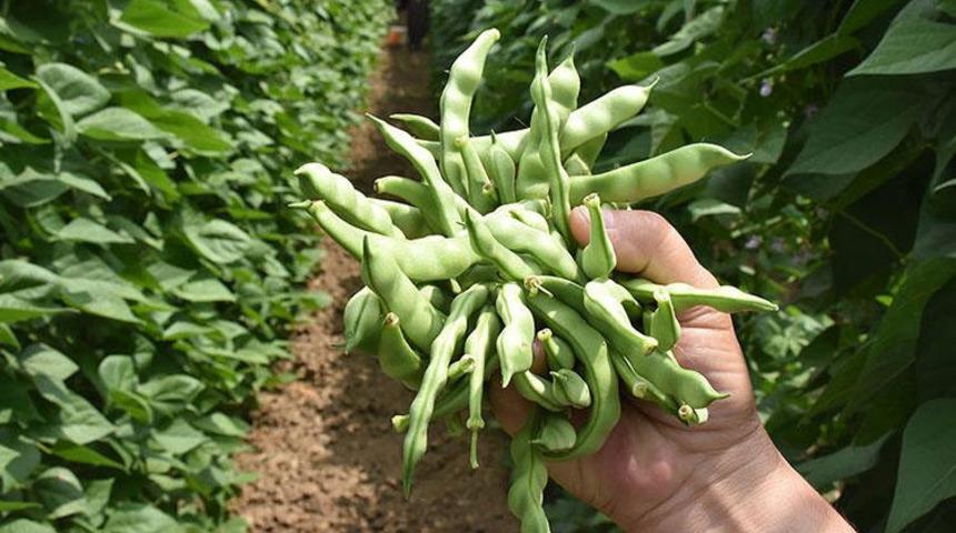 Bilecik'te yetiştirilen 4 kilogram fasulye 360 bin liraya satıldı