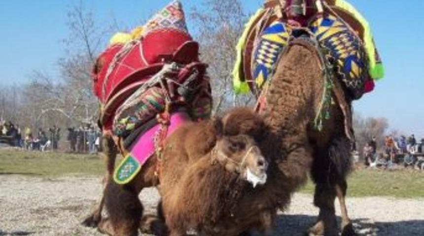 Kalkım Deve G&uuml;reşi İptal Edildi