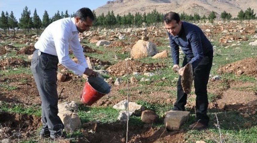 Derik'te Fidan Dikme Kampanyası Devam Ediyor