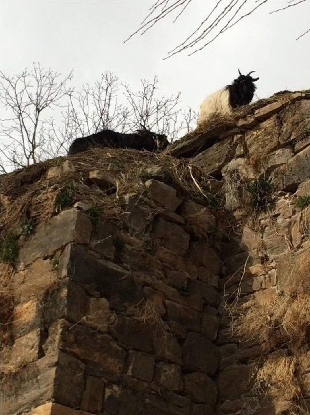 Van'da Y&uuml;z Yıllık Kilise Onarılmayı Bekliyor