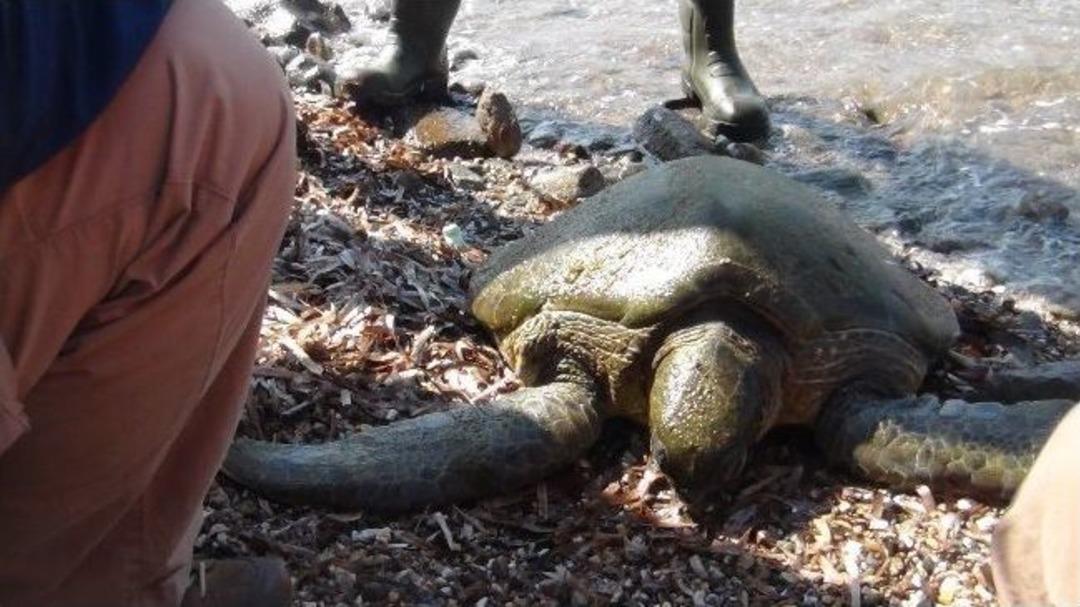 Akut Yaralı Caretta Caretta İ&ccedil;in Seferber Oldu