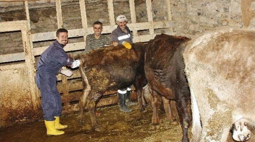 Hakkari&rsquo;de Suni Tohumlama &Ccedil;alışması