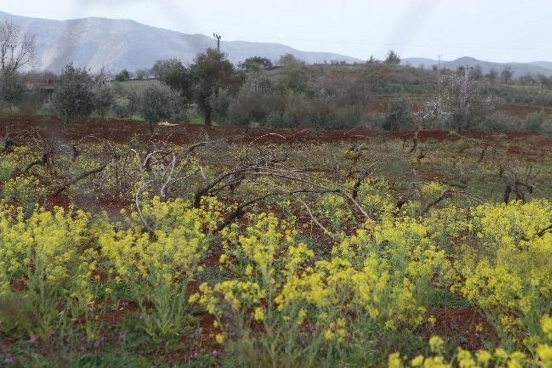 Toprak Yeşile B&uuml;r&uuml;nd&uuml;