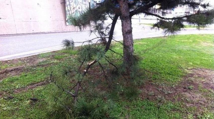 Kamyonet Ağaca &Ccedil;arparak Durabildi