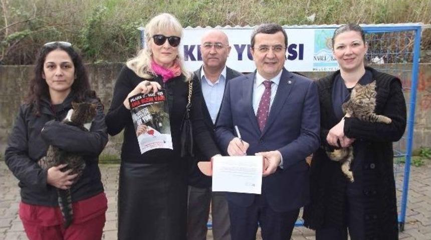 Narlıdereli Kedilerin Yuvası Hazır