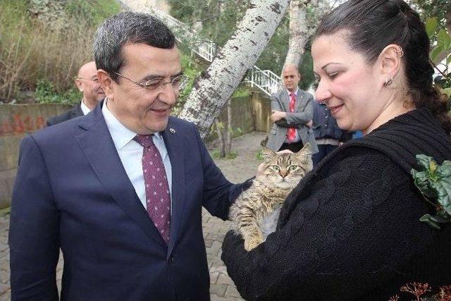 Narlıdereli Kedilerin Yuvası Hazır 1