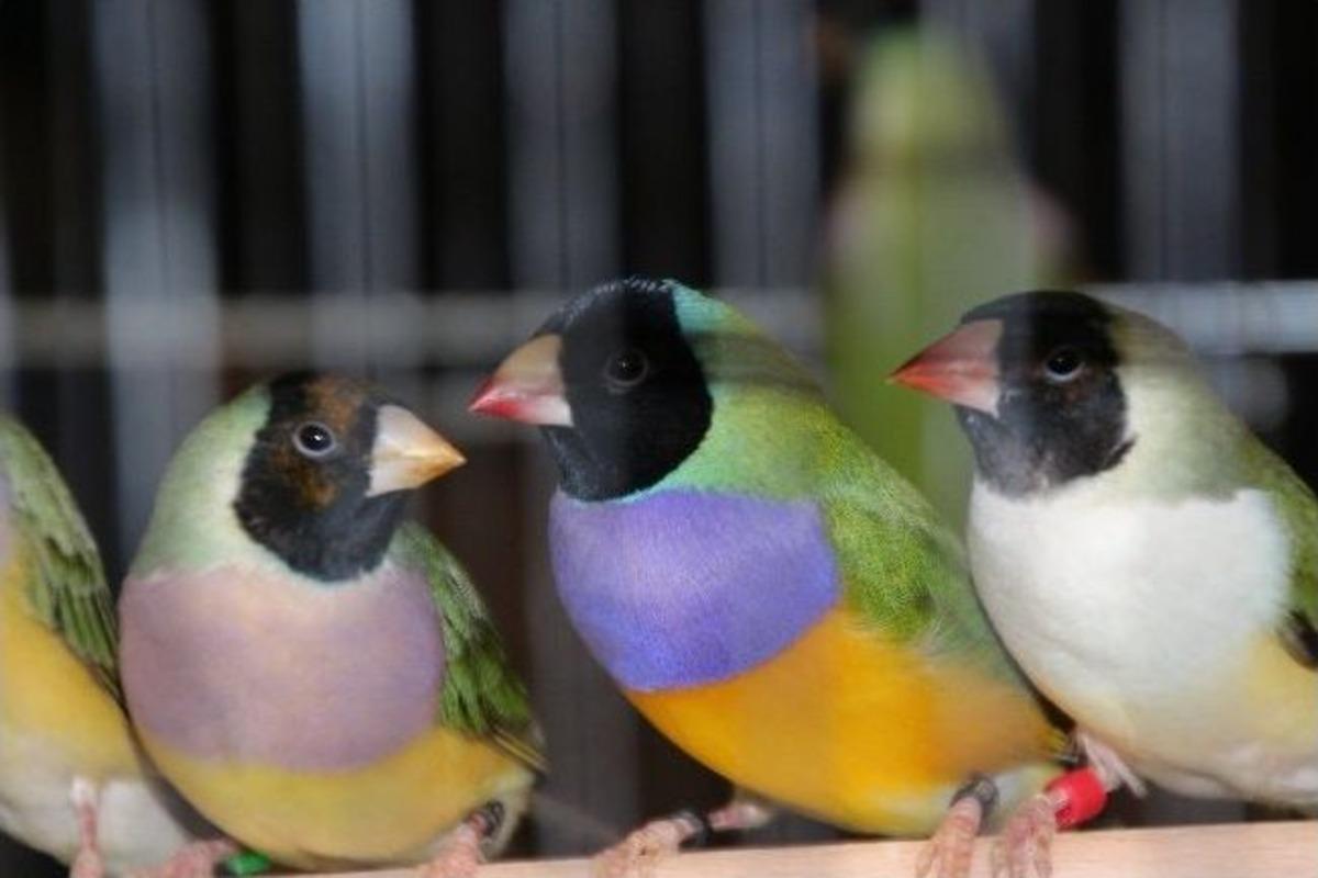 Y&uuml;zlerce G&uuml;vercin Ve Kanarya Festivalde G&ouml;r&uuml;c&uuml;ye &Ccedil;ıktı