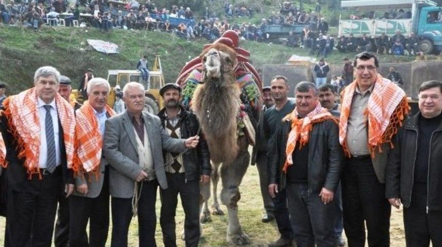 &Ouml;demiş'teki Deve G&uuml;reşleri Nefesleri Kesti