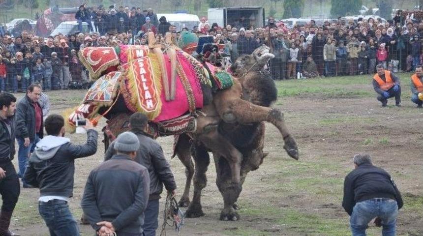 Tanrıverdi Deve G&uuml;reşlerini İzledi