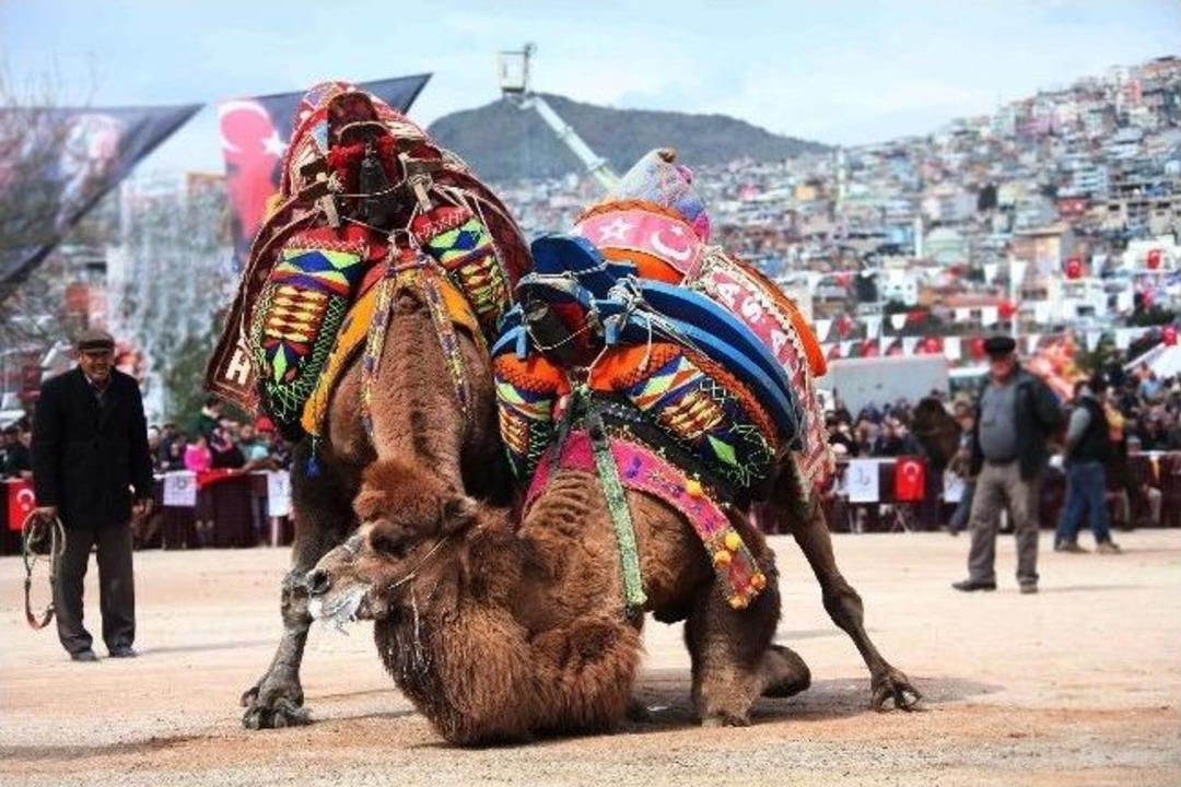 Bayraklı Deve G&uuml;reşleriyle Şenlendi