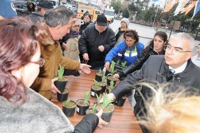 Çorlu Belediyesi Kadınlar Günü’nde Karanfil Ve Lale Dağıttı