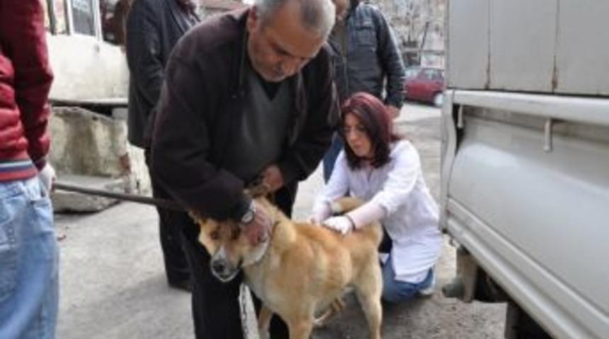 Karab&uuml;k&rsquo;te K&ouml;pek Ve Kedilere Kuduz Aşısı