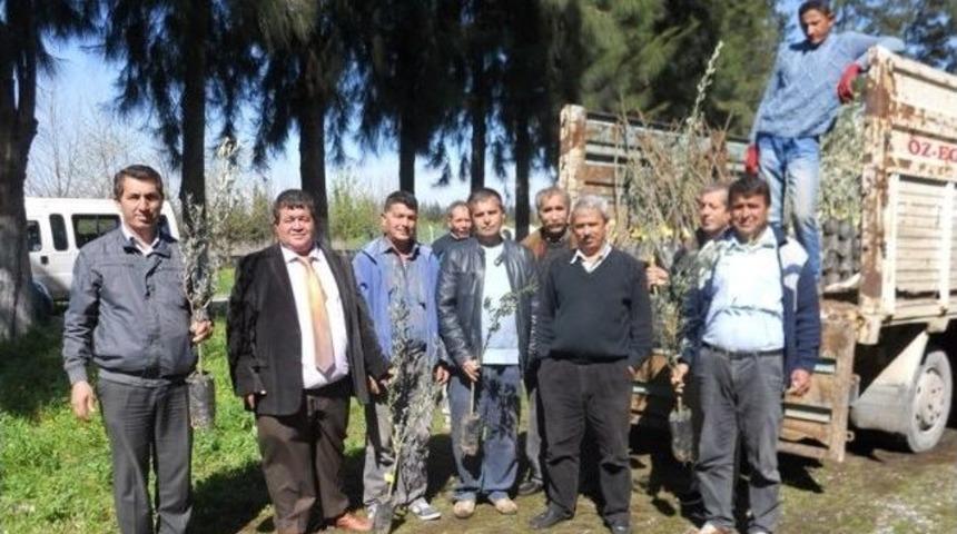 Dalaman'da Fidan Dağıtımları S&uuml;r&uuml;yor