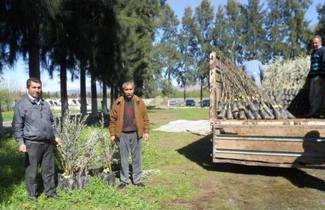 Dalaman'da Fidan Dağıtımları Sürüyor