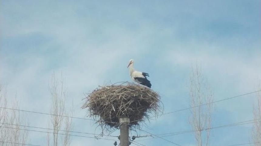 Baharın M&uuml;jdecisi Leylekler Geldi