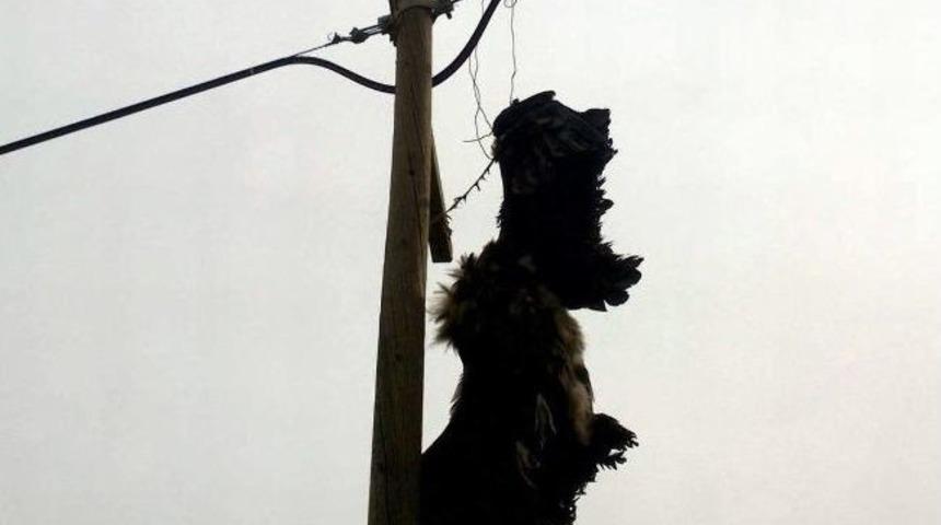 Direğe Takılan Kartal Telef Oldu