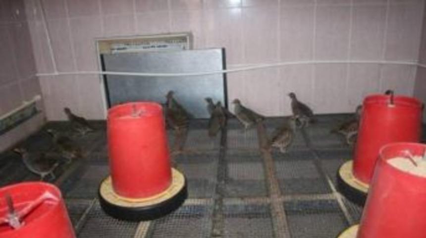 &Ccedil;il Kekliklerin Nesli T&uuml;kenmeyecek