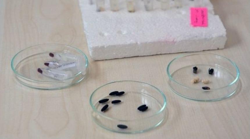 (&ouml;zel Haber) B&ouml;ceklerin Kara Kutusu &Ccedil;&ouml;z&uuml;ld&uuml;