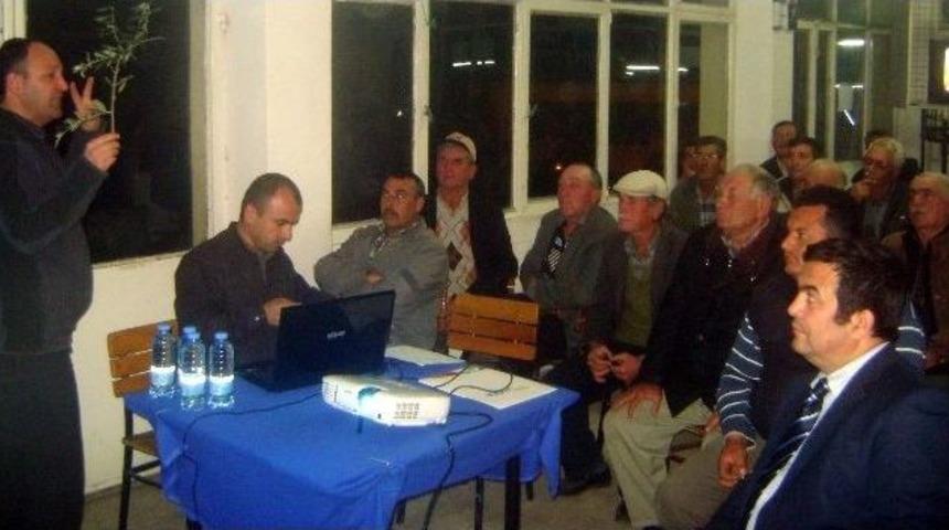 Aydın&rsquo;da Zeytin Dal Kanseri M&uuml;cadelesi Devam Ediyor