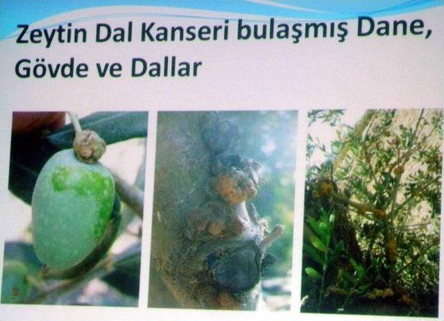 Aydın’da Zeytin Dal Kanseri Mücadelesi Devam Ediyor 1