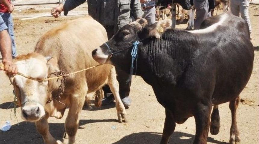 Aksaray'da Hayvan Ticareti Yapanlara Eğitim Verilecek