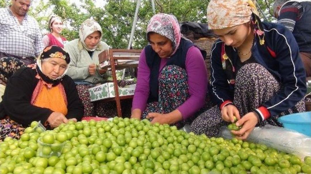 Silifke'de İlk Erik Hasadı Yapıldı